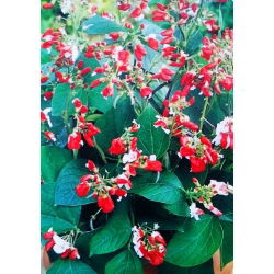 Runner Bean 'Hestia' frön - Phaseolus coccineus - 40 frön - Phaseolus coccineus.