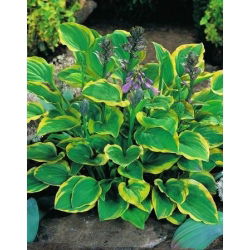 Funkiasläktet - Golden Tiara - Hosta