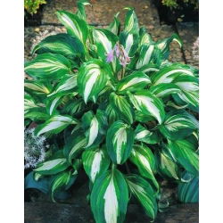 Funkiasläktet - Mediovariegata - Hosta