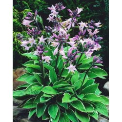 Funkiasläktet - Fortunei Francee - Hosta