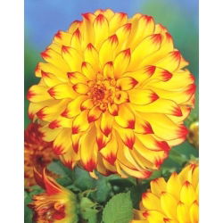Dahlia Lady Darlene - củ / củ / rễ