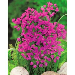 Allium oreophilum - pacchetto di 20 pezzi