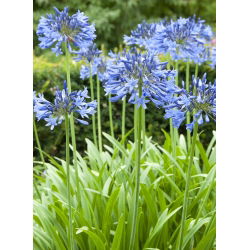 Agapanthus - mėlynas
