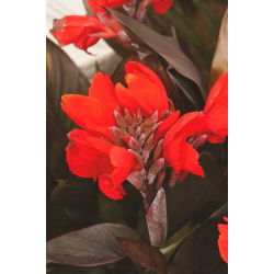 Canna - Black Knight