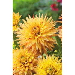 Dahlia Hy Pimento - củ / củ / rễ