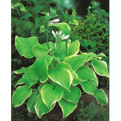 Hosta, Plantain Lily Lakeside Cha Cha - củ / củ / rễ