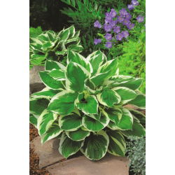 Hosta, Plantain Lily Minute Man - ampul / yumru / kök
