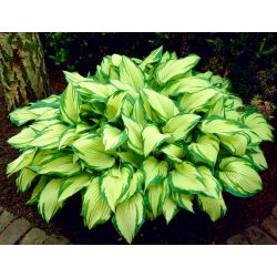 Hosta, bokvica Lily Albopicta - čebulica / gomolj / koren