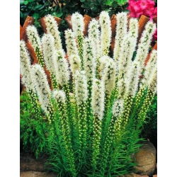 Liatris Alba, Gayfeather - 10 ampul
