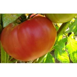 蕃茄Raspberry Giant种子 -  Lycopersicon lycopersicum  -  400种子 - Lycopersicon esculentum Mill.  - 種子