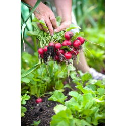 Seme Carmine Redish - Raphanus sativus - 850 semen - Raphanus sativus L. - semena