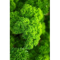 Магданозът мъхове Набъбнали семена - Petroselinum crispum - 1200 семена