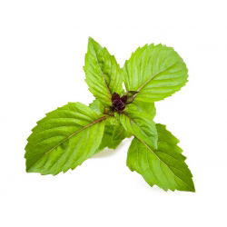 Hạt húng quế - Ocimum basilicum - 325 hạt
