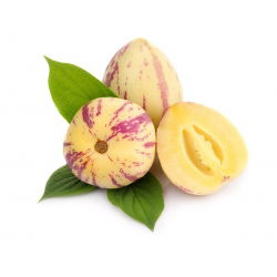 Melon Pear, semințe de Pepino - Solanum muricatum - 11 semințe