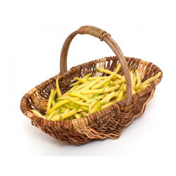 Hạt lùn Golden Saxa của Pháp - Phaseolus Vulgaris - 160 hạt - Phaseolus vulgaris L.
