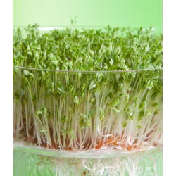 Vihanneskrassi - 2250 siemenet - Lepidium sativum