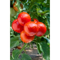 蕃茄男爵种子 -  Lycopersicon esculentum  -  35种子 - Lycopersicon esculentum Mill.  - 種子