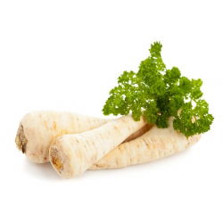 Семена от корени от магданоз Cukrowa - Petroselinum crispum - 4250 семена