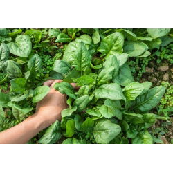 Špinat Giant Zimska semena - Spinacia oleracea - 800 semen - Spinacia oleracea L.