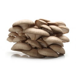 Almindelig østershat - 1 kg - Pleurotus ostreatus