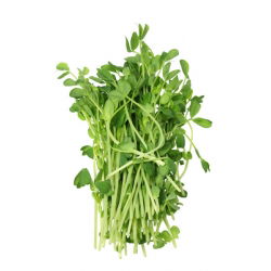 Ituja - siemeniä - Herne - Pisum sativum - siemenet