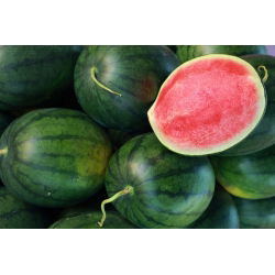 Pepene verde - amestec de soiuri - Fructe masive, cu creștere rapidă, până la 30 kg - Semințe proaspete