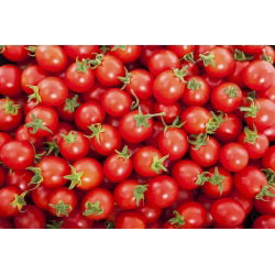 Benih Tomato Cherry - Lycopersicon esculentum - 200 biji benih - Lycopersicon esculentum Mill 