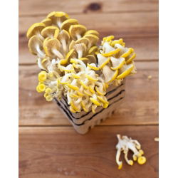 Pleurotus citrinopileatus - 1 kg