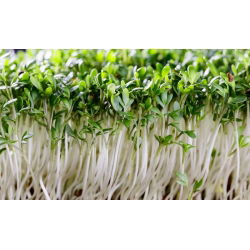 Semena krompirja (kaše) - 4500 semen - Lepidium sativum