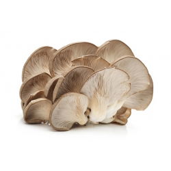 Almindelig østershat - 1 kg - Pleurotus ostreatus