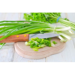 Cipolla d'inverno - Long White Ishikura - verde - 675 semi - Allium fistulosum
