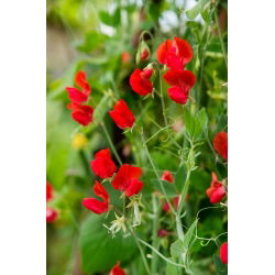 Guisante de Olor - rojo - Lathyrus odoratus - Trepa hasta 120 cm, ideal para celosías y vallas - Semillas frescas