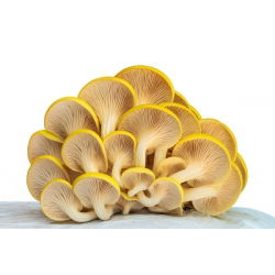 Pleurotus citrinopileatus - 1 kg