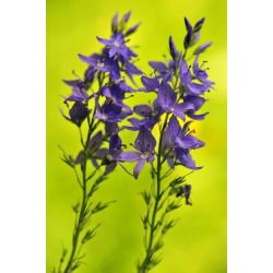 เมล็ด Speedwell Royal Blue - Veronica teucrium - 300 เมล็ด