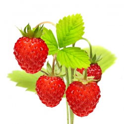 Smultron - Baron von Solemacher - Fragaria vesca - Söt bärskörd, perfekt året runt - Färska frön