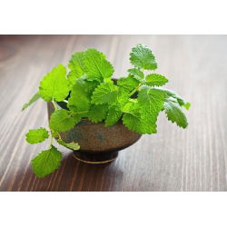 Lemon Balm, hạt Melissa - Melissa officinalis - 1000 hạt