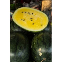 Pepene verde - amestec de soiuri - Fructe masive, cu creștere rapidă, până la 30 kg - Semințe proaspete