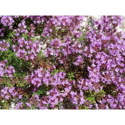 Leo Thyme, hạt húng tây Breckland - Thymus serpyllum - 750 hạt