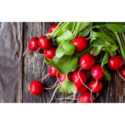 Seme Carmine Redish - Raphanus sativus - 850 semen - Raphanus sativus L. - semena