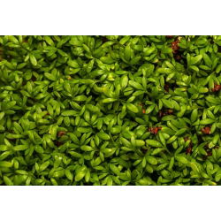Semena krompirja (kaše) - 4500 semen - Lepidium sativum
