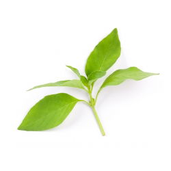 Hạt chanh Basil - Ocimum basilicum citriodora - 325 hạt - Ocimum citriodorum