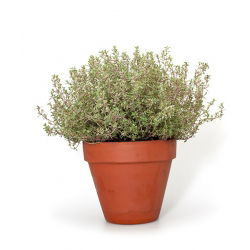 Leo Thyme, hạt húng tây Breckland - Thymus serpyllum - 750 hạt