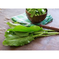 Семе кукуруза - Румек ацетоса - 1600 семена - Rumex acetosa