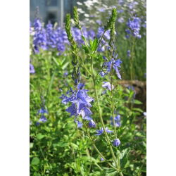 เมล็ด Speedwell Royal Blue - Veronica teucrium - 300 เมล็ด