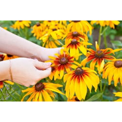 Pinewoods Coneflower blandede frø - Rudbeckia bicolor - 1500 frø - Rudbeckia hirta.