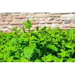 Lemon Balm, hạt Melissa - Melissa officinalis - 1000 hạt