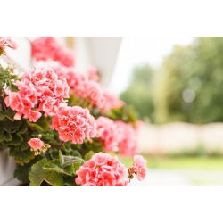 Geranie, Pelargonie  Salmon - Pelargonium x Garten - 10 Samen