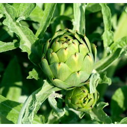 Artišokk - Green Globe - 23 seemned - Cynara scolymus