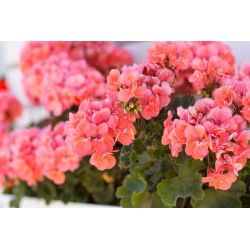 Geranie, Pelargonie  Salmon - Pelargonium x Garten - 10 Samen
