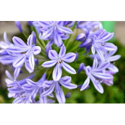 Agapanthus - mėlynas